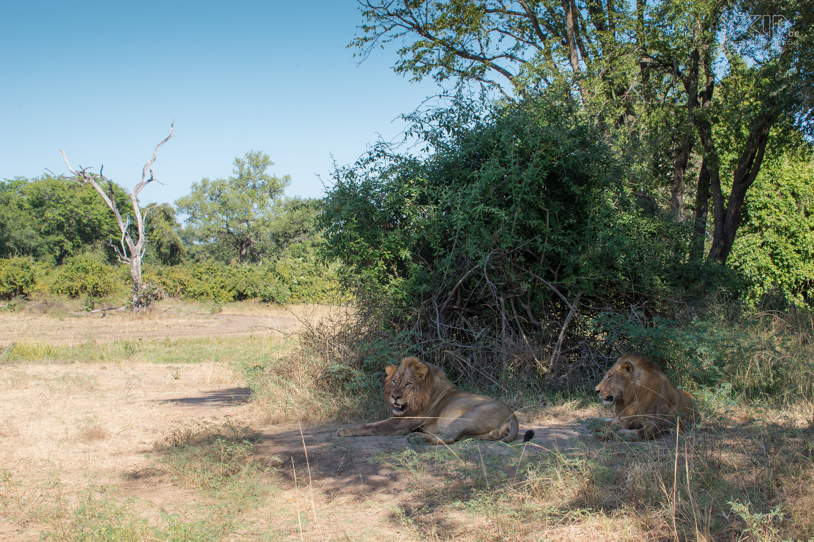 South Luangwa - Leeuwen South Luangwa nationaal park is Zambia's beroemdste park. Het grootste deel van het wildlife leeft gecentreerd rond de Luangwa rivier. Er zijn ook veel roofdieren, vooral luipaarden en hyena's. Ook enkele groepen leeuwen hebben er hun leefgebied. Dit zijn 2 leeuwen van een groep van 4 mannetjes. Stefan Cruysberghs